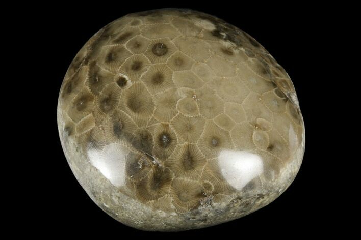 Polished Petoskey Stone (Fossil Coral) - Michigan #177184